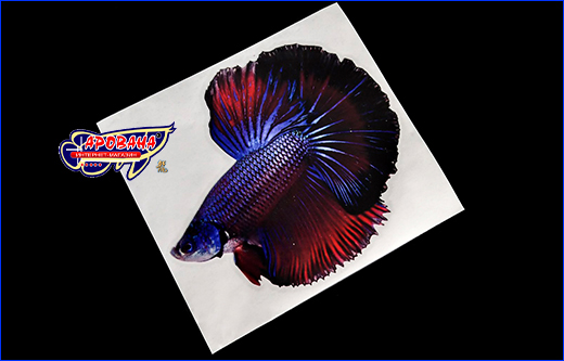   Betta fish, 11.513 .
