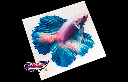   Betta fish, 11.513 .