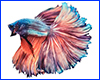 Виниловая наклейка Betta fish, N1300E. Виниловая наклейка Betta fish, N1300E.