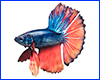 Виниловая наклейка Betta fish, N1300F. Виниловая наклейка Betta fish, N1300F.
