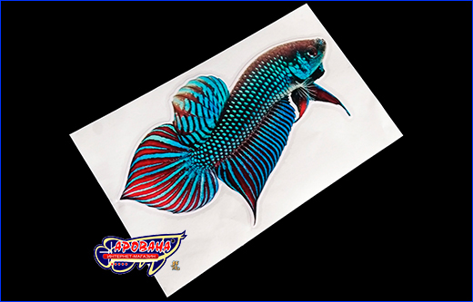   Betta fish, 813 .