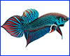 Виниловая наклейка Betta fish, N1300H. Виниловая наклейка Betta fish, N1300H.