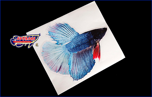   Betta fish, 1113 .