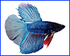 Виниловая наклейка Betta fish, N1300J. Виниловая наклейка Betta fish, N1300J.