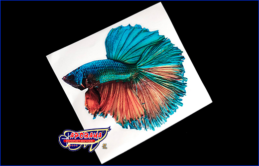   Betta fish, 1213 .