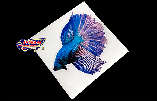   Betta fish, 12.513 .
