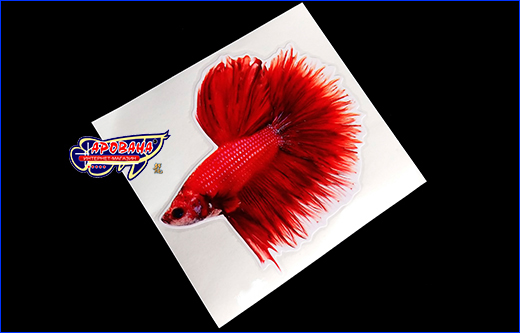 Виниловая наклейка, для декора, Betta fish, 12х13 см. Виниловая наклейка Betta fish, 12х13 см.