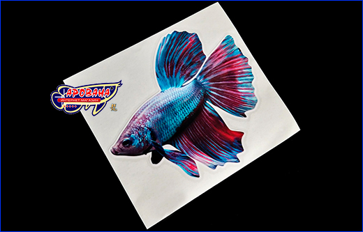 Виниловая наклейка Betta fish, 11.5х13 см.