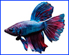 Виниловая наклейка Betta fish, N13000. Виниловая наклейка Betta fish, N13000.