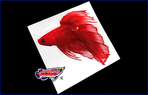 Яркая виниловая наклейка с красной Betta fish, 13х13 см. Виниловая наклейка Betta fish, 13х13 см.
