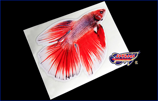   Betta fish, 9.513 .