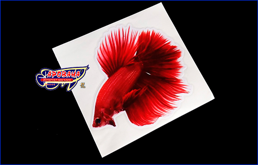   Betta fish, 11.513 .