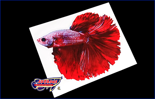 Красочная виниловая наклейка Betta fish, 10.5х13 см. Виниловая наклейка Betta fish, 10.5х13 см.