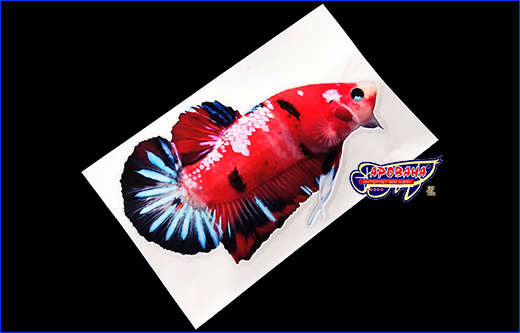   Betta fish, 8.513 .