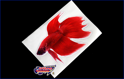   Betta fish, 913 .