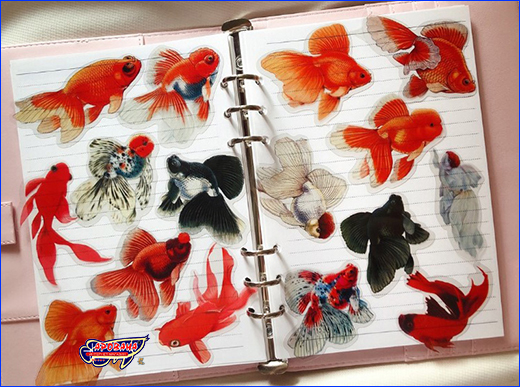  , Goldfish Butterfly, 10 .