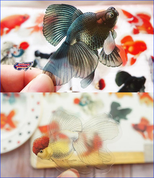  , Goldfish Butterfly, 10 .