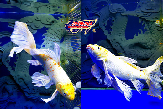   SunSun ADQ-200W, White/Blue, 3 , 20.5 .