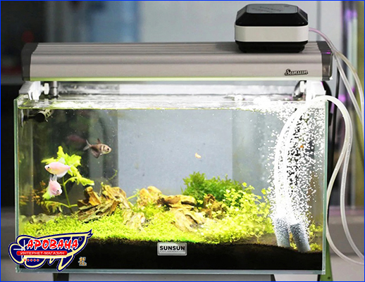 Аэратор на аккумуляторе SunSun CP-201 в аквариуме. Компрессор на аккумуляторе, SunSun CP-201, одноканальный.