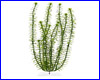 Растение искусственное, Tetra Anacharis 38 см.