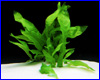Аквариумное растение, Microsorum Pteropus Undulata.