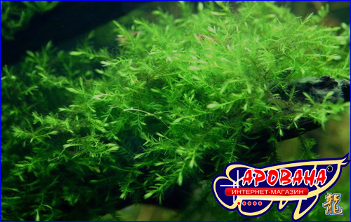  Willow Moss (Fontinalis antipyretica) -   . 