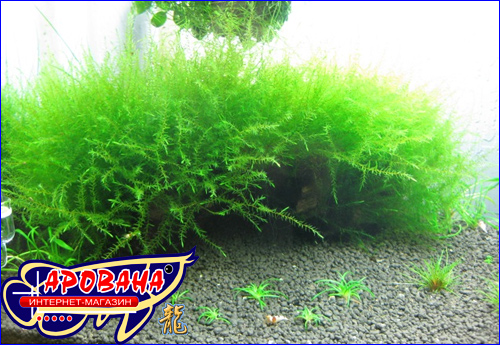  Willow Moss (Fontinalis antipyretica) -   . 