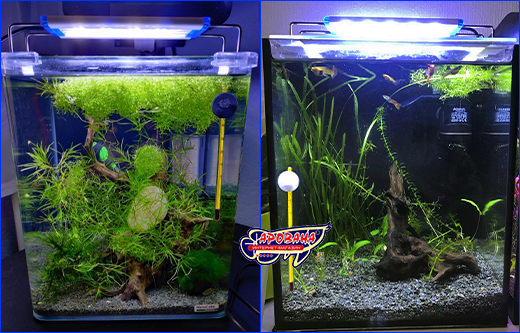  Xilong LED-MS20, 5 .