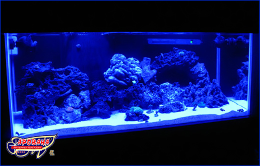  T8, Xilong Blue, 15 , 44.6 .