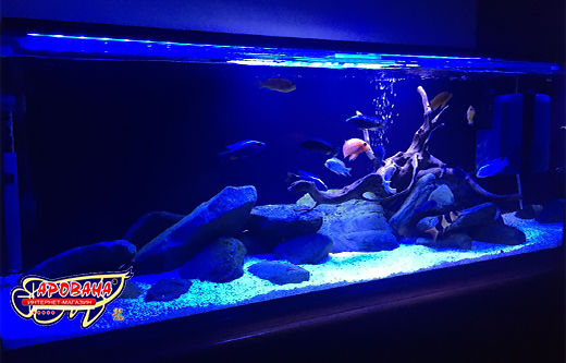  T8, Xilong Blue, 15 , 44.6 .