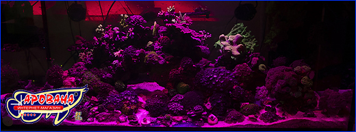  8, Xilong Red, 30 , 90.8 .