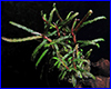 Аквариумное растение, Bucephalandra Belindae P. Boyce 2011.