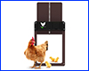   , Chicken House Door, 35x24 .