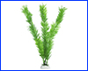  , Myriophyllum, 30 .
