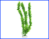  , Myriophyllum, 40 .