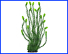  , Hornwort, 80 .