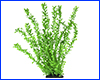  , Ludwigia repens, 40 .