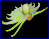  Jellyfish ( ).