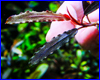 Аквариумное растение, Bucephalandra sp. Alamanda V1 Blue. Аквариумное растение, Bucephalandra sp. Alamanda V1 Blue.