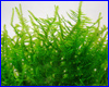 Акваріумна рослина, Taxiphyllum sp. Anchor moss. Акваріумна рослина, Taxiphyllum sp. Anchor moss.