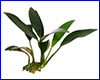 Акваріумна рослина, Anubias afzelii. Акваріумна рослина, Anubias afzelii.