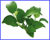 Акваріумна рослина, Anubias barteri var. barteri Акваріумна рослина, Anubias barteri var. barteri