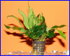 Акваріумна рослина, Anubias barteri var. glabra "minima". Акваріумна рослина, Anubias barteri var. glabra "minima".