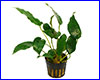 Акваріумна рослина, Anubias barteri var Short & Sharp. Акваріумна рослина, Anubias barteri var Short & Sharp.
