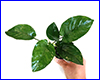 Акваріумна рослина, Anubias barteri striped. Акваріумна рослина, Anubias barteri striped.