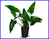 Акваріумна рослина, Anubias gracilis. Акваріумна рослина, Anubias gracilis.