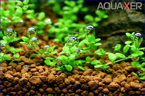   AQUAXER    .