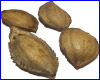 AQUAXER Ketapang (кетапанг) насіння, 1 шт. AQUAXER Ketapang (кетапанг) насіння, 1 шт.