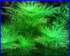Удобрение AQUAXER Macro Super Profi, макроэлементы 2000 ml, на 200000 л. Удобрение AQUAXER Macro Super Profi, макроэлементы 2000 ml, на 200000 л.