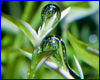 Добриво AQUAXER Macro, макроелементи 1000 ml, на 100000 л. Добриво AQUAXER Macro, макроелементи 1000 ml, на 100000 л.